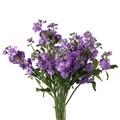 Маттиола куст-Matthiola sp-Lavanda-60cm--AO 64d5f597-9f39-11ef-0a80-0c9d002312a0
