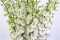 Дельфиниум-Delphinium-Du Dew Impr Wh-80cm 64d7316f-1017-11ee-0a80-0da30007f245