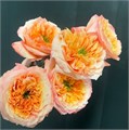 Роза-Rosa-Melon XPression-60cm-JR 64e068ba-a1be-11ef-0a80-150c0011a729