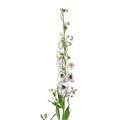 Дельфиниум-Delphinium-Du Dew Spijker-110cm 64e09c9e-1017-11ee-0a80-0da30007f24f