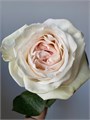 Садовая Роза-Garden Rosa-White O´Hara-60cm-Af 0ac12fbc-bfa7-11ec-0a80-0b4c00093cf0