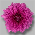 Хризантема одн-Chrysant Gr-Lamira-70cm-95gr 64ec8034-9147-11ef-0a80-07340022e081
