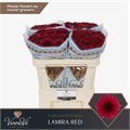 Хризантема одн-Chrysant Gr-Lamira Red-70cm-85gr 64ef2c2b-9147-11ef-0a80-07340022e085