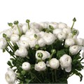 Ранункулус-Ranunculus-Cloni Niveo Super-45cm-DA 64f28659-c58a-11ed-0a80-0faf001c8b61