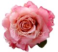 Роза-Rosa-3D-60cm-IS 64f68a20-bfa9-11ec-0a80-0b4c000bab6d