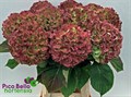 Гортензия-Hydrangea-M Ch Verena Cl-90cm 64fed6c0-9147-11ef-0a80-07340022e091