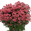 Хризантема сант-Chrysant sant-Mad Tyolo Cher-55cm-900gr 651bade7-9147-11ef-0a80-07340022e0b7