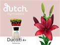 Лилия-Lilium-As Ducati-90cm-55gr 6526be28-1017-11ee-0a80-0da30007f277