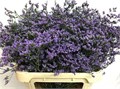 Лимониум-Limonium-Maine Blue-80cm-70gr 652c7878-1017-11ee-0a80-0da30007f27a