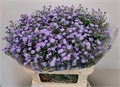 Астра-Aster-Astee M Baby Blu-70cm-25gr 65300346-77b8-11f0-0a80-05c20020cab7