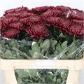 Хризантема одн-Chrysant Gr-Bigoudi Red-75cm-95gr 0ad2b8b9-bfa6-11ec-0a80-0b4c00086d16