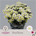 Хризантема куст-Chrysant Tr-Stallion--70cm/70gr 653d6b02-9ece-11f0-0a80-1c7a00129b8a