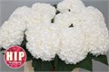 Гортензия-Hydrangea-M Cannonball-80cm 65413b2e-1017-11ee-0a80-0da30007f28b