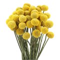 Краспедия-Craspedia-Paintball Jumbo-70cm-15gr 65433487-77b8-11f0-0a80-05c20020cac0