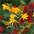 Крокосмия-Crocosmia-Suzanna-80cm 6545f0c2-77b8-11f0-0a80-05c20020cac3