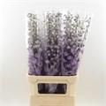 Дельфиниум-DELphinium-Magenta Mojo-90cm-Bg 0ad5d4b6-bb94-11ee-0a80-0baa0014f93d
