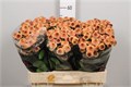 Хризантема сант-Chrysant sant-Aaa Doria Salm-55cm-100gr 655ad273-1017-11ee-0a80-0da30007f29a