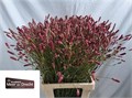 Кровохлёбка лекарственная-Sanguisorba officinalis-Of Pink Tanna-75cm 656ba4c9-77b8-11f0-0a80-05c20020cac9