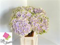 Гортензия-Hydrangea-M Mag Pi Clo Bl-80cm 6570c27e-1017-11ee-0a80-0da30007f2a8