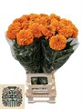 Бархатцы-Tagetes-E Co Deep Orange-80cm 65724610-77b8-11f0-0a80-05c20020cacc