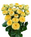 Роза куст-Rosa sp-Sunny Trendsetter--60cm-Si 65787e5b-ba84-11ed-0a80-02b8001a53e3
