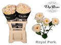 Роза куст-Rosa tr-Royal Park-60cm 6578d9f3-bfa5-11ec-0a80-0b4c0007e141