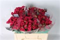 Роза куст-Rosa tr-Pink Yo-yo-50cm 6596702f-bfa5-11ec-0a80-0b4c0007e15e
