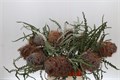 Банксия-Banksia-Speciosa Cones Hairy-50cm 65a283d3-e56a-11f0-0a80-11fb00b52862