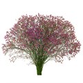 Лимониум-Limonium-Scarlet Diamond-70cm-So 65a4a7bd-97b5-11ef-0a80-19e10000ad6a