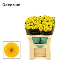 Хризантема одн-Chrysant Gr-Brasiliana-70cm-95gr 65a6c943-77b8-11f0-0a80-05c20020cacf