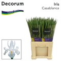 Ирис-Iris-Casablanca-64cm-34gr 0091a750-ce3b-11ed-0a80-10030009eb20