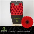 Гербера-Gerbera-Mi Suri Diamond-50cm 65b5b2dc-e56a-11f0-0a80-11fb00b5286e