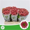 Хризантема сант-Chrysant sant- Rossi Lobster-55cm-120gr 65b78e8b-77b8-11f0-0a80-05c20020cad2