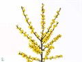 Илекс-Ilex-Vert Citronella-50cm 65bd4134-754a-11ed-0a80-024a001763f7