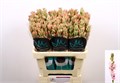 Полиантес-Polianthes-Epic Elle-80cm 65c2c94b-f82f-11ee-0a80-0d75000024f3