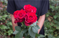 Роза-Rosa-Gladiator-60cm-RS 65d0357e-5c3c-11ed-0a80-000500233a81