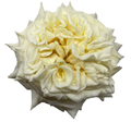 Роза-Rosa-White Ashley-50cm-FL 65d2b24a-bfa9-11ec-0a80-0b4c000bae06