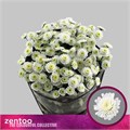 Хризантема куст-Chrysant Tr-Stallion-70cm65gr 65d9c136-f82f-11ee-0a80-0d75000024ff