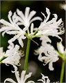 Нерине-Nerine-Bo Like A Virgin-60cm 65dea890-754a-11ed-0a80-024a001763fd
