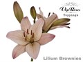 Лилия-Lilium-La  Vip Brownies-80cm 0adf593c-16f1-11ed-0a80-00b300183c50