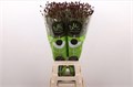 Кровохлёбка лекарственная-Sanguisorba officinalis-Of Bl Dream Sel-80cm 65e0deed-e56a-11f0-0a80-11fb00b52885