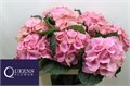Гортензия-Hydrangea-M Roy Palace-70cm 65e46618-f82f-11ee-0a80-0d7500002505