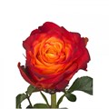 Роза-Rosa-Atomic-50cm-OS 65e9b541-baee-11ee-0a80-0f07000136a5