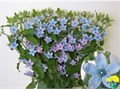 Оксипеталум-Oxypetalum-Tan Pure Blue Extra-60cm 65ec4422-754a-11ed-0a80-024a00176400