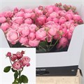 Роза куст-Rosa tr-Silva Pink+-50cm 65f0b1b6-bfa5-11ec-0a80-0b4c0007e1af