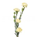 Гвоздика куст SE-Dianthus sp SE-Caesar--FC 65fea343-6f1a-11ee-0a80-03c90006d3e0