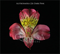 Альстромерия-Alstroemeria-Dark Pink-60cm--QA 65ffad69-a90d-11ed-0a80-111e0005a1d6