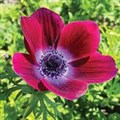 Анемон-Anemone-Bordeaux-30cm-IS 66027ffc-49f1-11ef-0a80-116200004c95