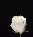 Роза-Rosa-Pomarosa-80cm-AS 660847dc-7411-11ee-0a80-0f7f002d7a30
