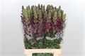 Антирринум-Antirrhinum-Cool Crimson-75cm 660df25f-90aa-11ed-0a80-08d200028ed7
